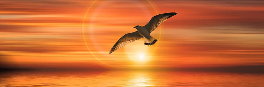 falcon, sky painting, banner, header, gull, bird, fly, sunset, sun, sea