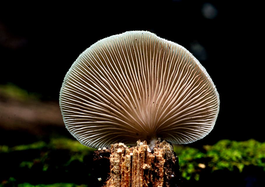 Crepidotus versutus, agaric, seletivo, foco, fotografia, cogumelo, fungo, planta, natureza, vegetal