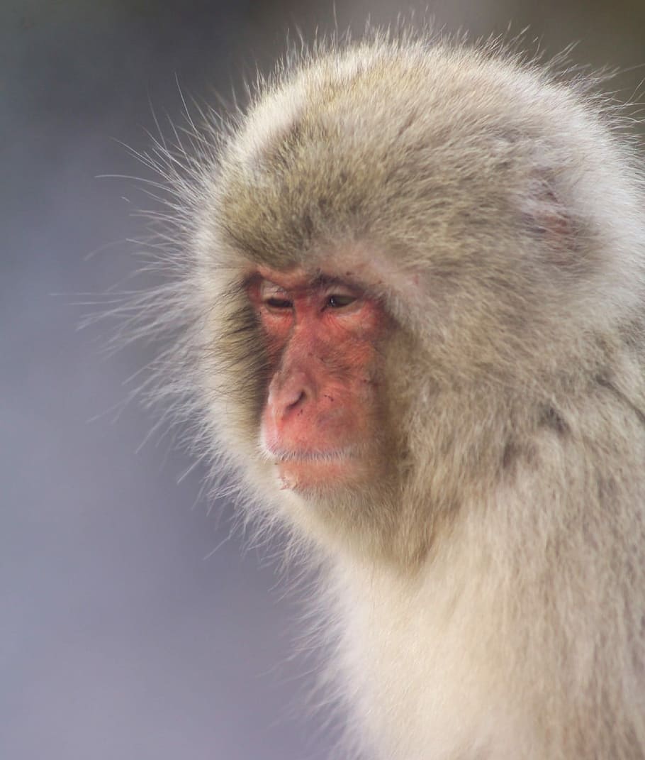 Japanese Macaque, Snow Monkey, monkey, nature, primate, wildlife, macaca, portrait, looking, curious