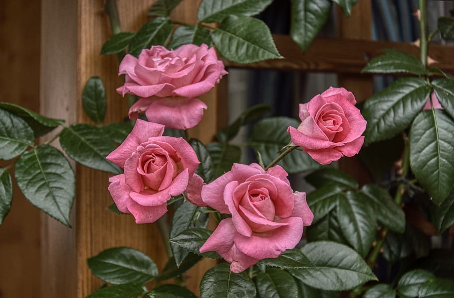 roses, rose bush, pink, rose leaves, garden, flower, flowering plant, plant, pink color, beauty in nature