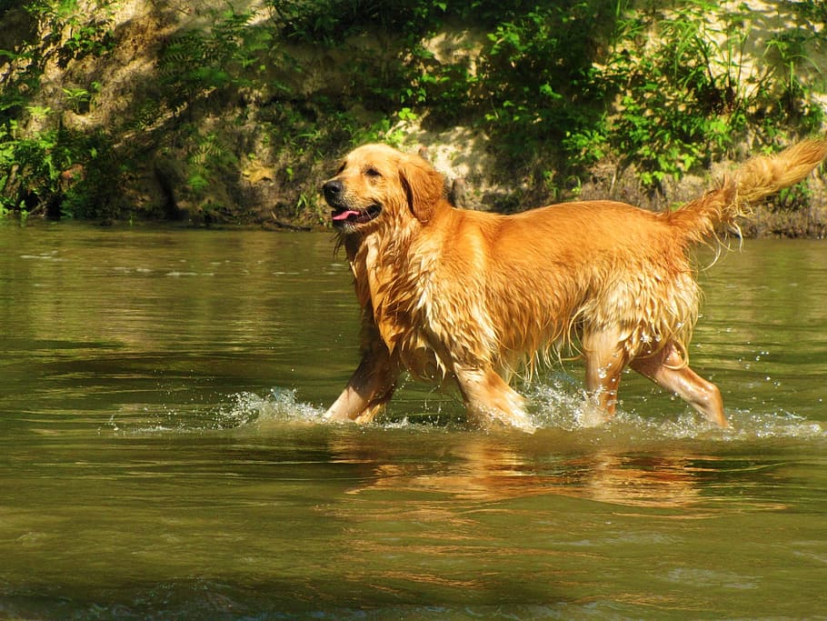 dorado, perro perdiguero, caminar, río, árboles, durante el día, Golden Retriever, pasear al perro, día, hora