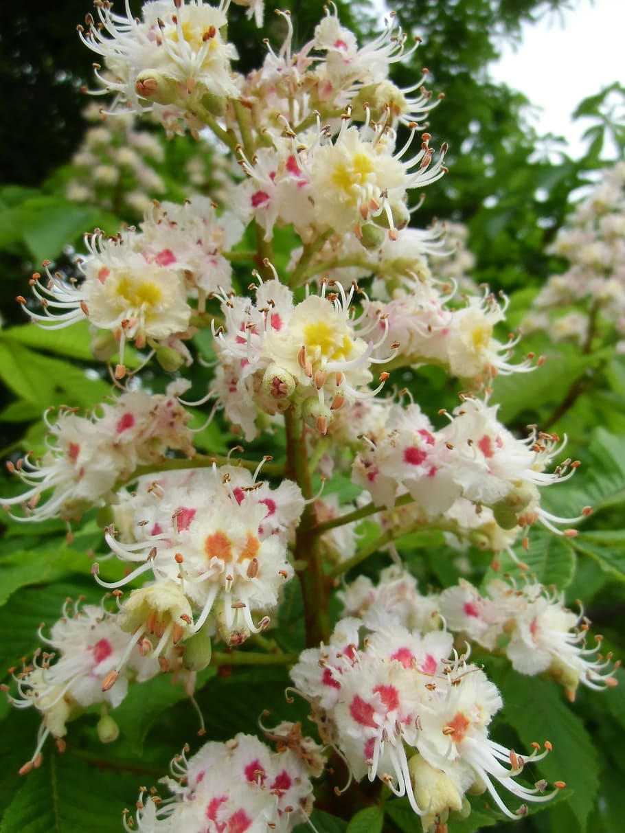 buckeye, tree, medicinal plant, white rosskastanie, chestnut tree, nature, flower, plant, flowering plant, vulnerability