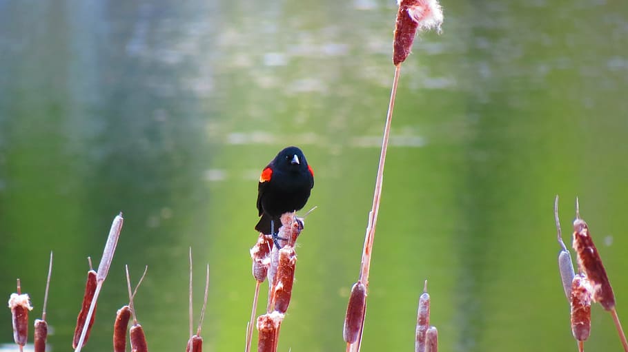 red-winged blackbird, nature, marsh, wetland, spring, british columbia, grumpy, vertebrate, animal, animal themes