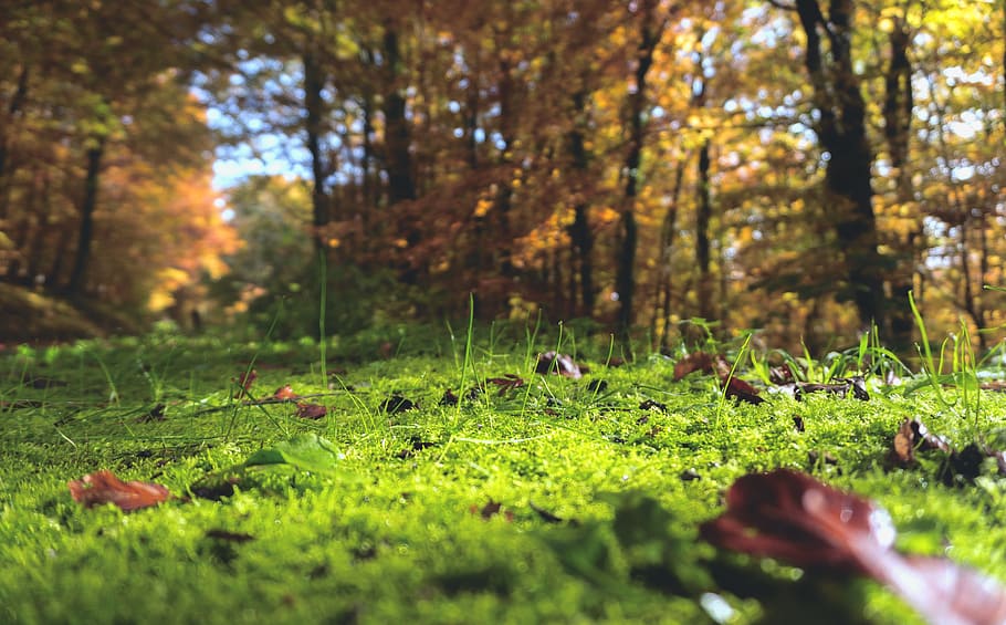 worm, eye view photography, green, tall, trees, forest floor, moss, forest, nature, plant
