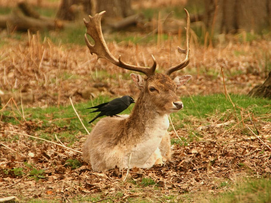 selective, focus photography, crow, perched, deer, back, stag, antlers, nature, animal