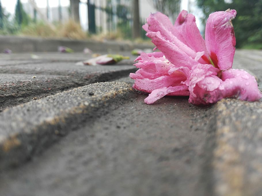 花, 衰退, 孤独, 落ちる赤, 悲しい, ピンク色, 屋外, 道路, セレクティブフォーカス, ストリート