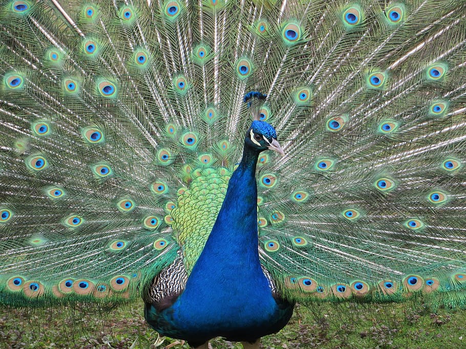 Peacock, Color, Animal, Bird, blue, feather, peacock feathers, zoo, plumage, colorful