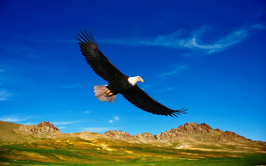 flying, bald, eagle, daytime, prairie, steppes, mountains, vegetation, nature, birds