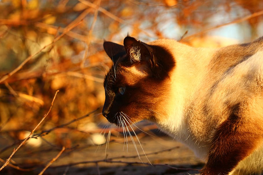 kucing, musim gugur, kucing siam, cahaya malam kucing, dedaunan musim gugur, mieze, dedaunan, anak kucing, hewan, mamalia