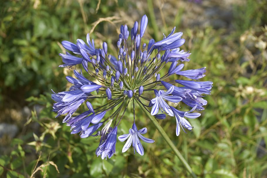 flower, agapanthus, blue tuberose, lily of the nile, flowers, plant, flowering, green leaves, nature, the annoying flower