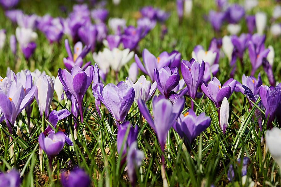 foto close-up, ungu, bunga crocus, mekar, siang hari, crocus, musim semi, bunga, padang rumput, alam