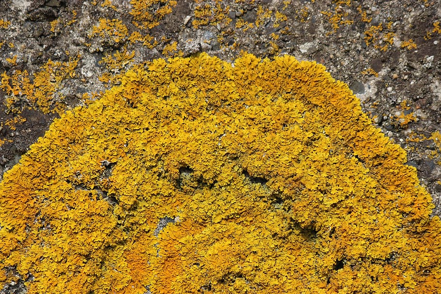 lichen, wall lichen, harbour wall lichen, nature, plant, yellow, day, growth, full frame, high angle view
