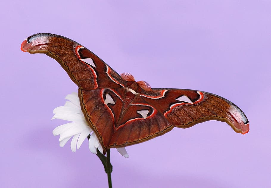 clsoe-up photography, cecropia moth, white, petaled flower, brown, white butterfly, white flower, butterfly, atlas moth, moth