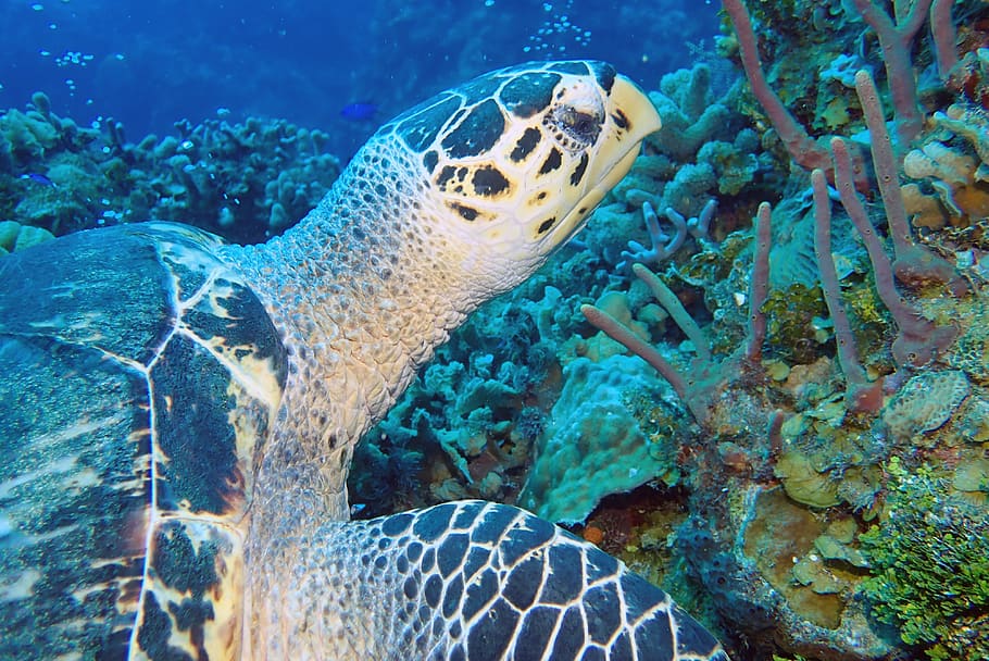 turtle, underwater, photography, marine, life, caribbean, animal wildlife, animal themes, animal, animals in the wild