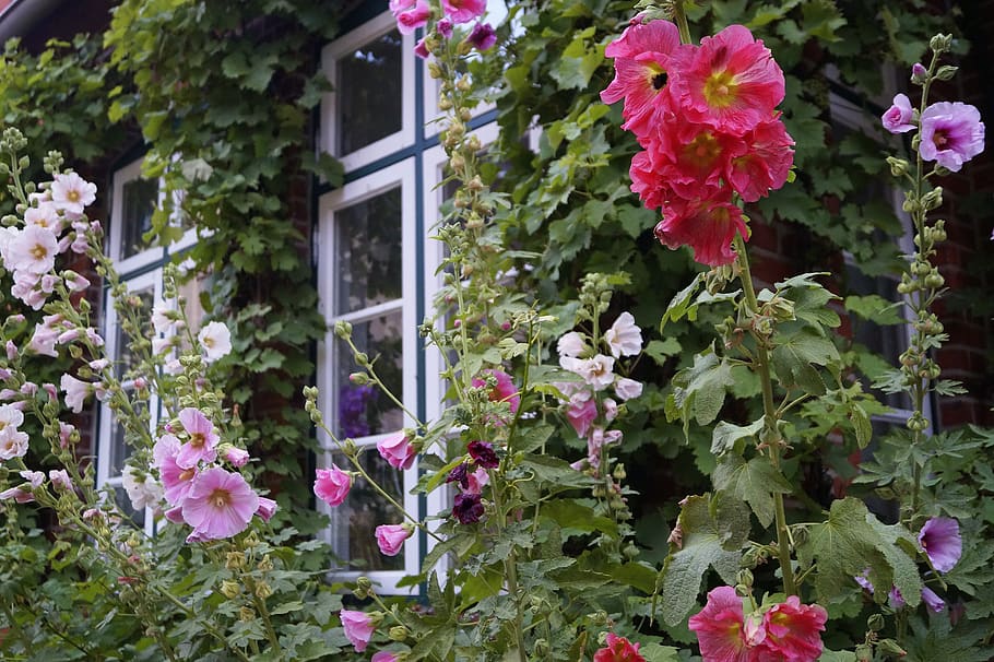 janela, estoque rosa, jardim, coloridos, floração, verão, jardim da casa, brilhante, alma, idílio