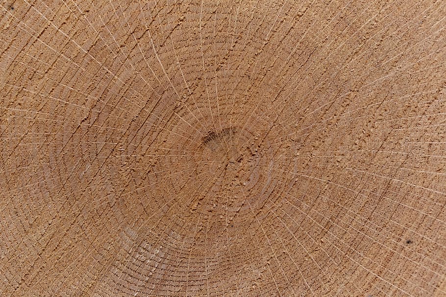 árvore, anel, plano de fundo, closeup, madeira, envelhecido, corte, registro, textura, papel de parede