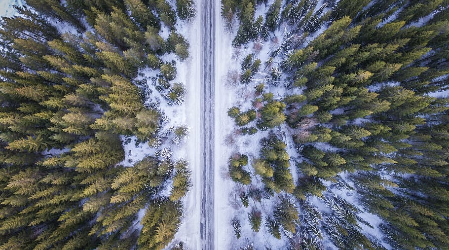 pathway, middle, trees, forest, road, aerial, cold, winter, green, travel