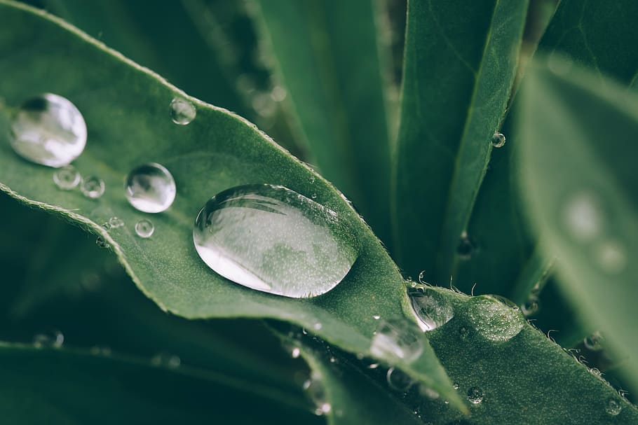 macro shot photography, gotículas de água, verde, folheado, planta, molhado, gotículas, água, natureza, primavera