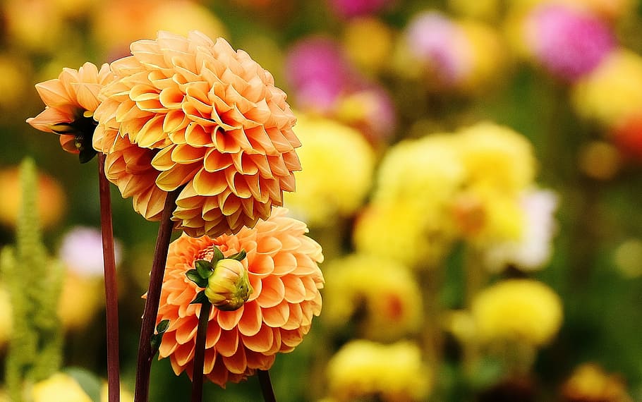 laranja, fotografia de close-up de flores com pétalas, dália, dálias, outono, asteraceae, jardim de flores, flor ornamental, jardim da dália, flor
