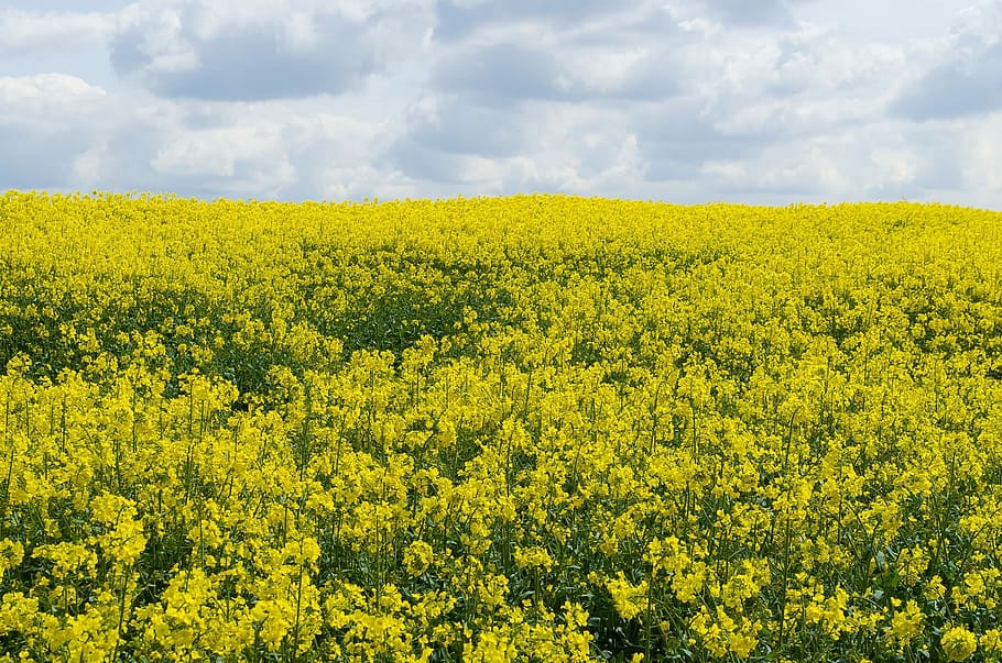 Flower, Canola, Season, Yellow, Field, background, spring, agriculture, oilseed rape, crop
