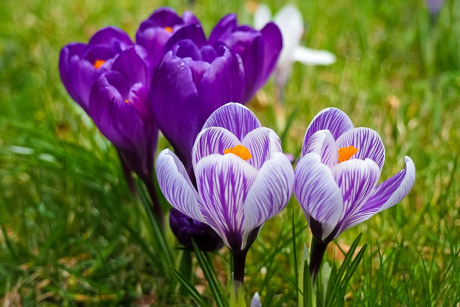macro photography, purple, petaled flowers, crocus, flower, spring, spring flower, blossom, bloom, early bloomer