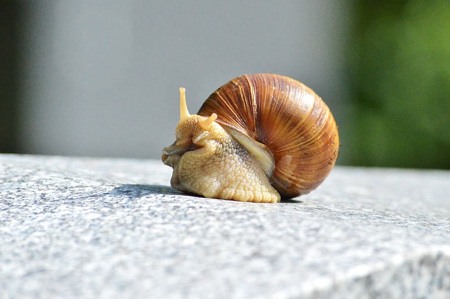 Snail, Shell, Mollusk, Animal, snail, shell, slowly, reptile, crawl, slimy, crawling