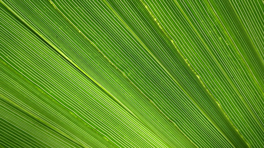 james, palm, leaf, close, green, tropical, light, fan shaped, nature, plant
