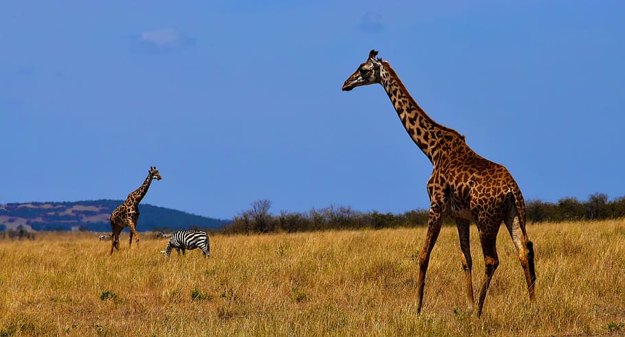 two, zebra, wildlife, Giraffe, Nature, Tanzania, Animal, safari, conservation, ecology