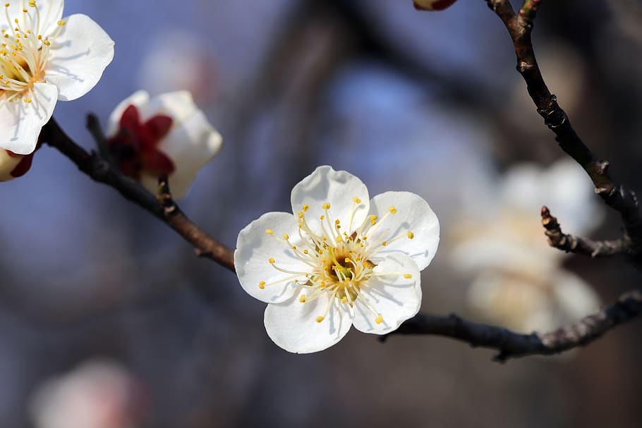 plum, spring, republic of korea, flowers, spring flowers, nature, wood, plants, bright, beautiful