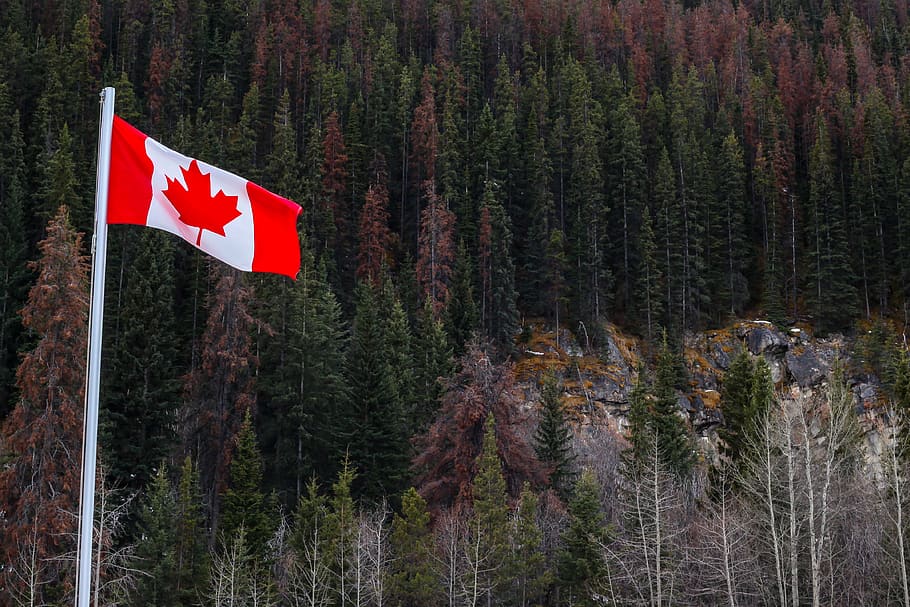 flag, forests, canada, landscape, snow, alberta, national park, jasper, tree, plant