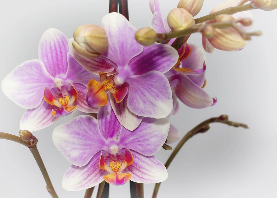 Phalaenopsis, púrpura, orquídea, farbenpracht, floración, orquídea Phalaenopsis, planta, flor, flora, violeta
