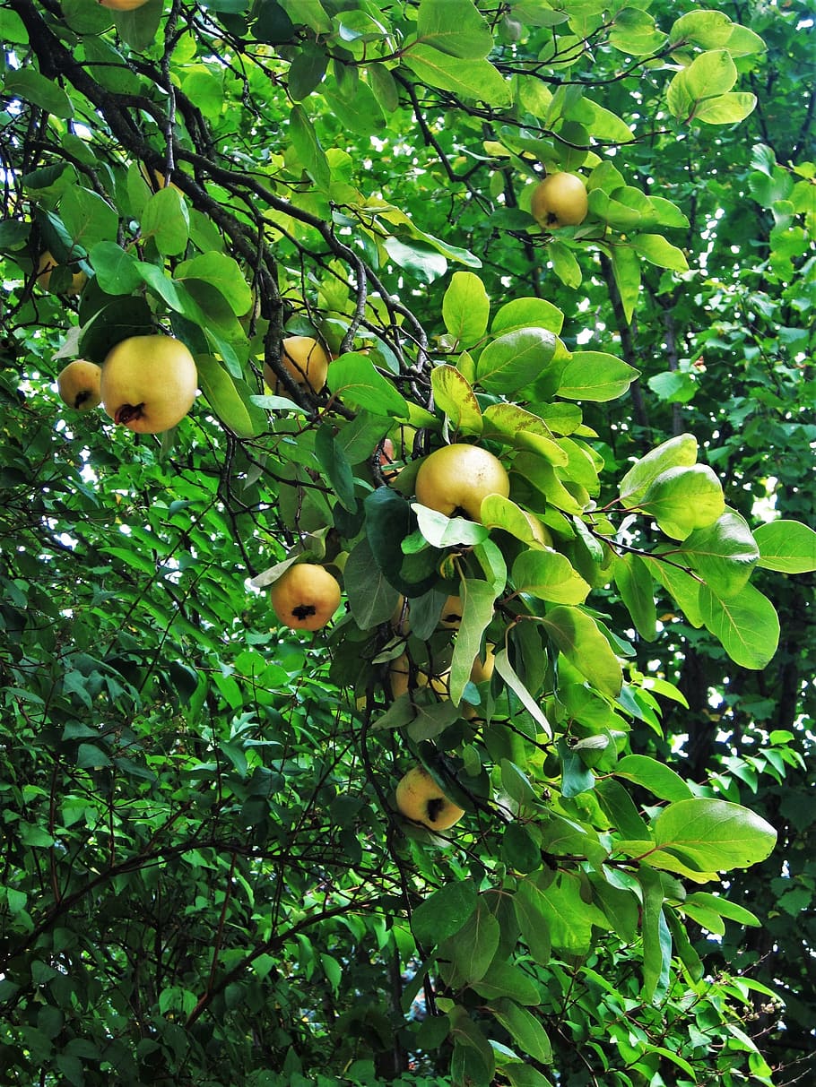 quittenbaum, buah, sepanjang tahun, matang, cydonia oblonga, pohon buah, pohon, alam, buah-buahan, sehat