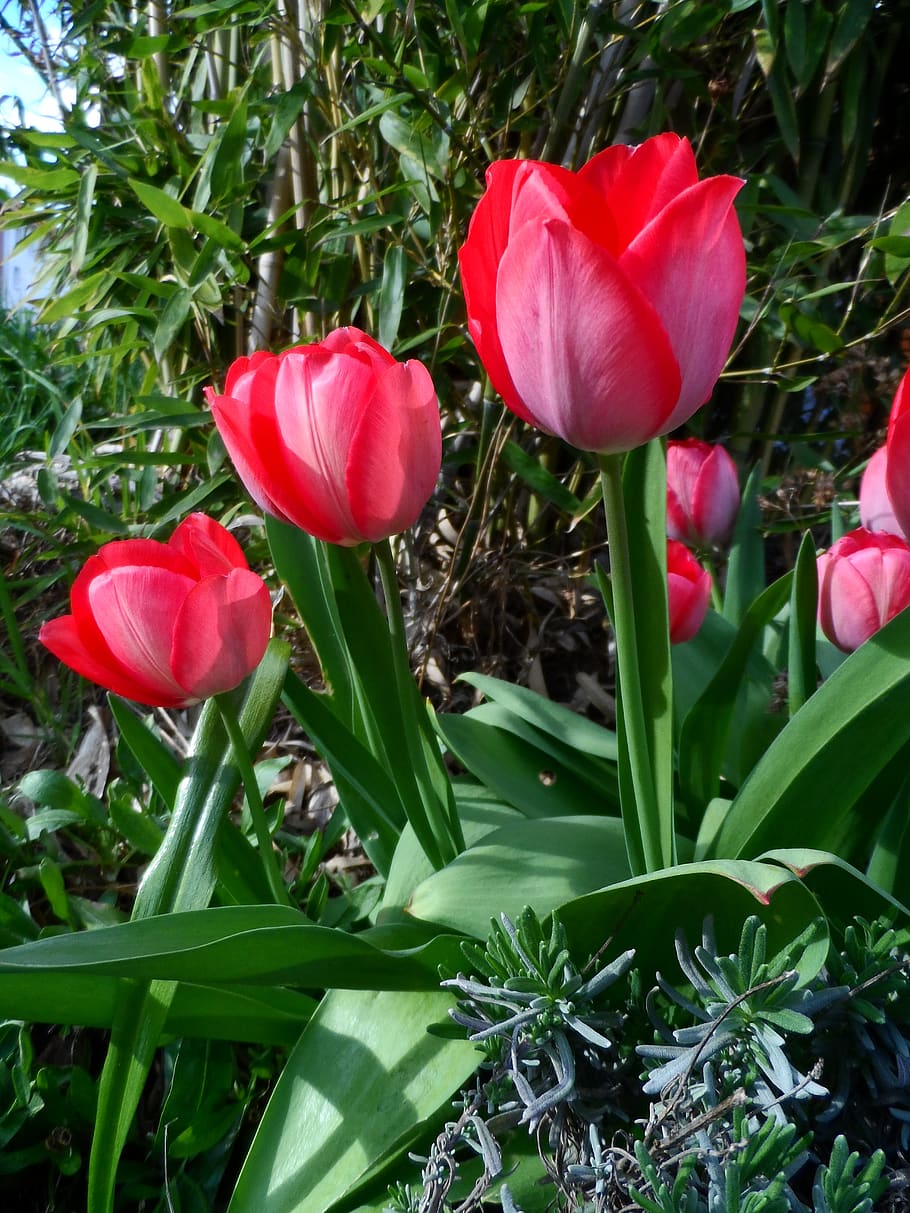 tulip, red, bright, schnittblume, blossom, bloom, flower, spring, garden, splendor