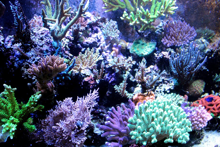 coral reefs, Sea, Ocean, Nature, Travel, Water, Coast, natural beauty, coral, beach