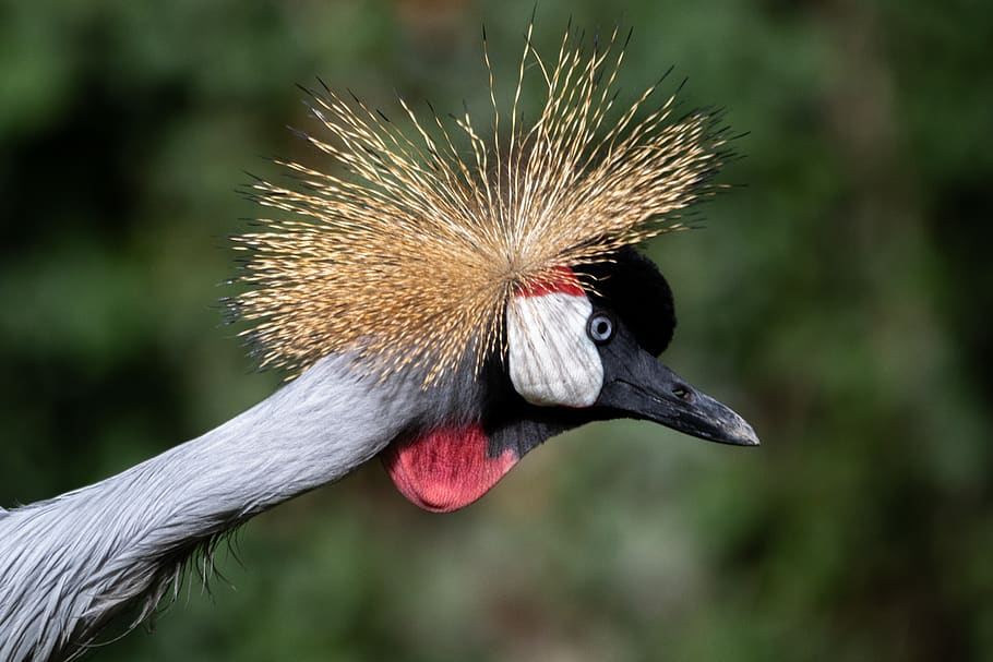 grey crowned crane, crane, bird, headdress, animal world, africa, plumage, zoo, animal themes, animal