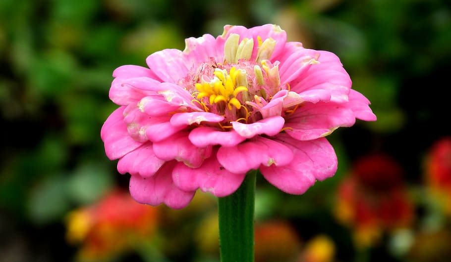 zinnia, flower, pink, garden, colored, nature, macro, closeup, summer, beauty