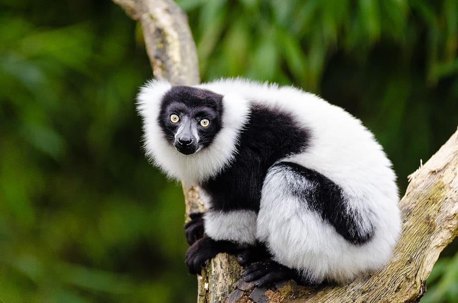 Lemur preto, branco, Ruffed, raso, foco, foto, animal, temas animais, animais em estado selvagem, animais selvagens