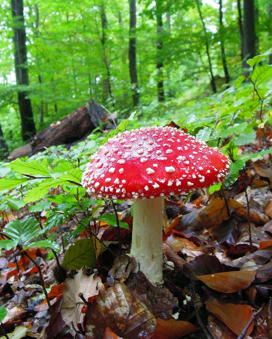 red, beige, mushroom, forest, fly agaric, spotted, gift, toxic, dry leaves, nature