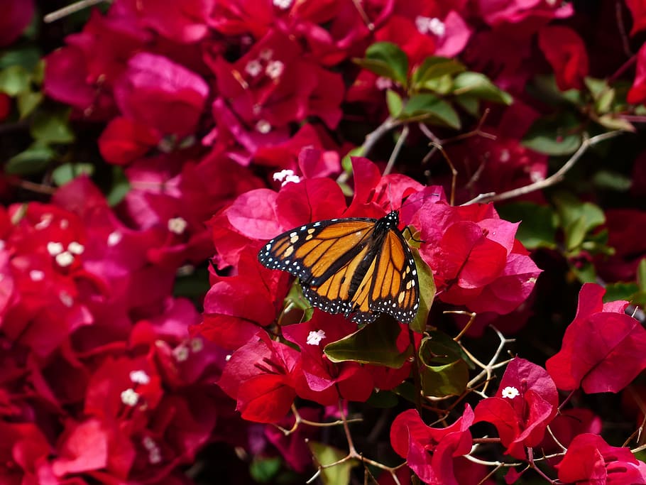 bougainvillea, colorful, butterfly, monarch butterfly, danaus plexippus, american monarch, orange, black, butterflies, edelfalter