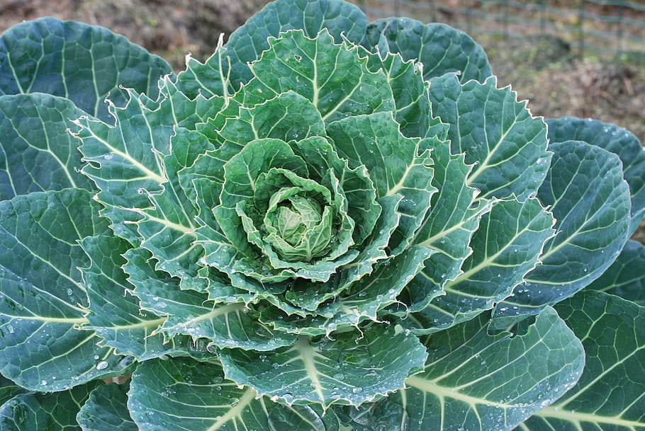 cabbage, nature, vegetable, green, brussels sprouts plant, sprouts, green color, growth, plant part, leaf