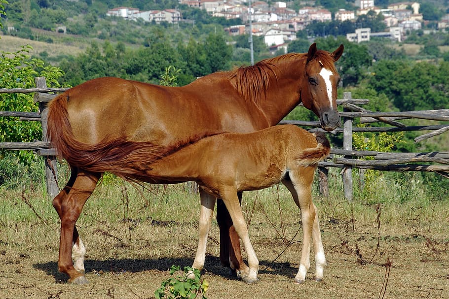 茶色, 馬, 赤ちゃん, 摂食, 母, 子馬, 授乳, 動物, バイオ, 農場