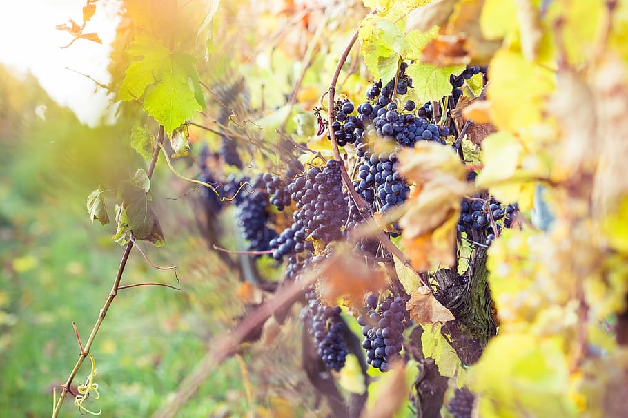 maduro, uvas, uvas maduras, viñedo, otoño, agricultura, vid, crecimiento, naturaleza, vino