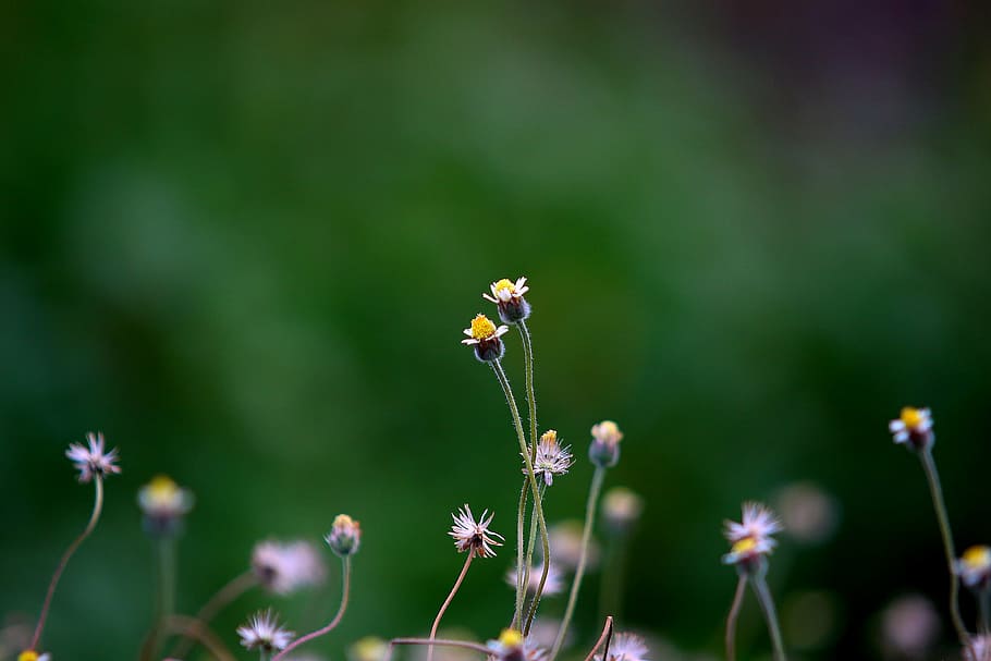 selective, focus photography, yellow, petaled flower, flower, nature, plant, outdoor, garden, blur