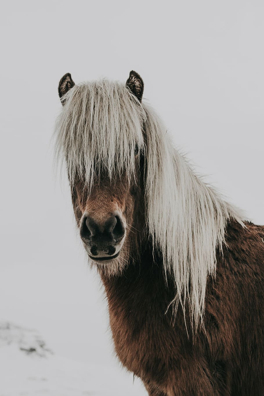 brown, white, horse, animal, snow, winter, cold, weather, hair, one animal