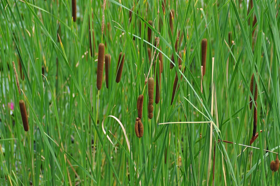 Reed, naturaleza, planta de pantano, crecimiento, hierba, color verde, campo, planta, césped, tierra