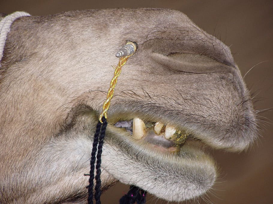 Зубы у верблюда строение фото