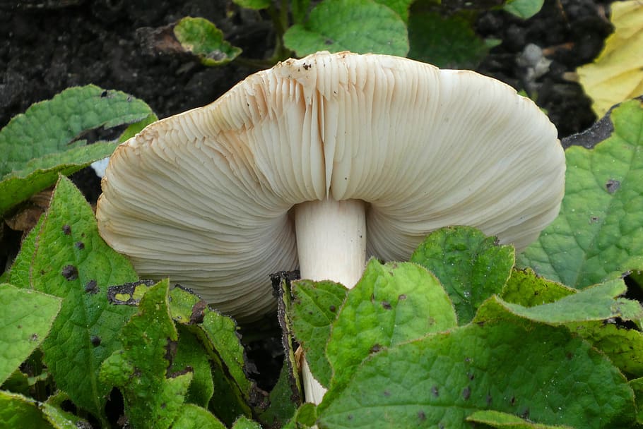 mushroom, pictures, tracks, sporendrager, hat, moist, autumn, bottom, forest, mold