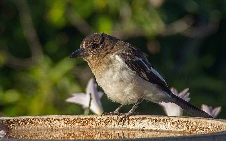 Pied Butcherbird, Butcherbird, joven, esponjoso, plumas, pájaro, negro, blanco, salvaje, Queensland