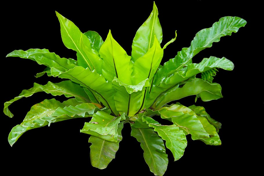 green leaf plant, kadaka, leaves, fern, bird's nest fern, asplenium, tropical, leaf, nature, green