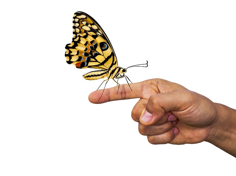 butterfly, finger, insect, nature, hand, serenity, calm, connection, relax, human hand